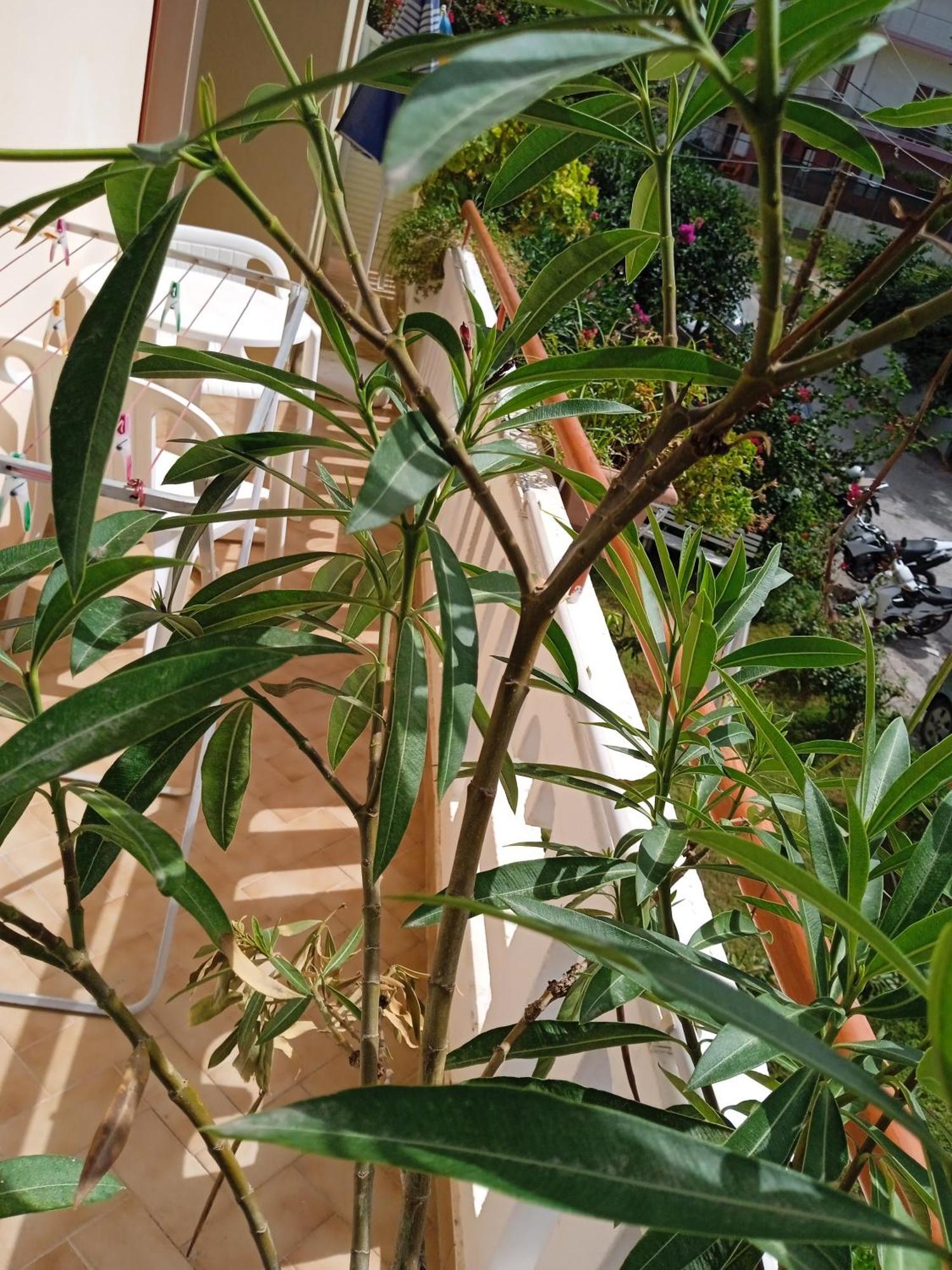 Ilona Apartments Chania Kato Daratso Bilik gambar