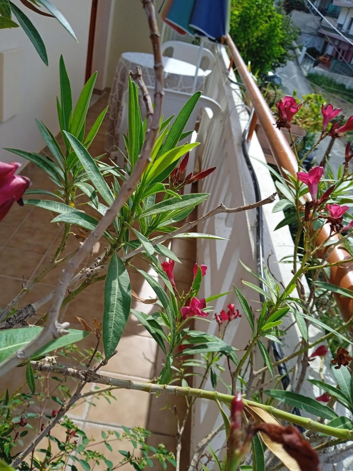 Ilona Apartments Chania Kato Daratso Bilik gambar