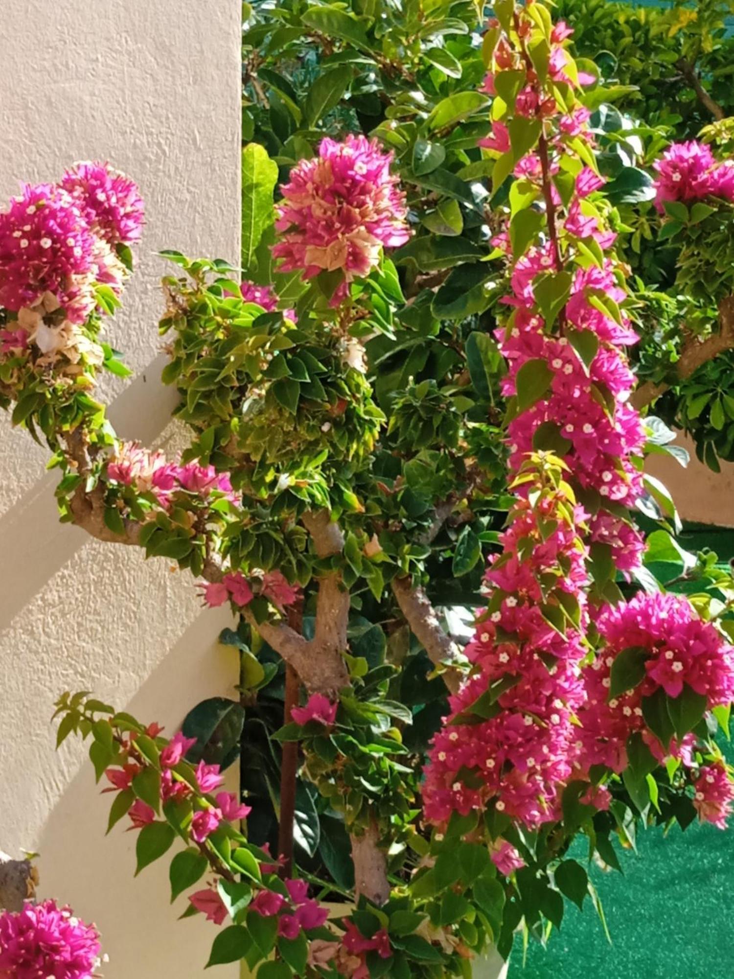 Ilona Apartments Chania Kato Daratso Bilik gambar